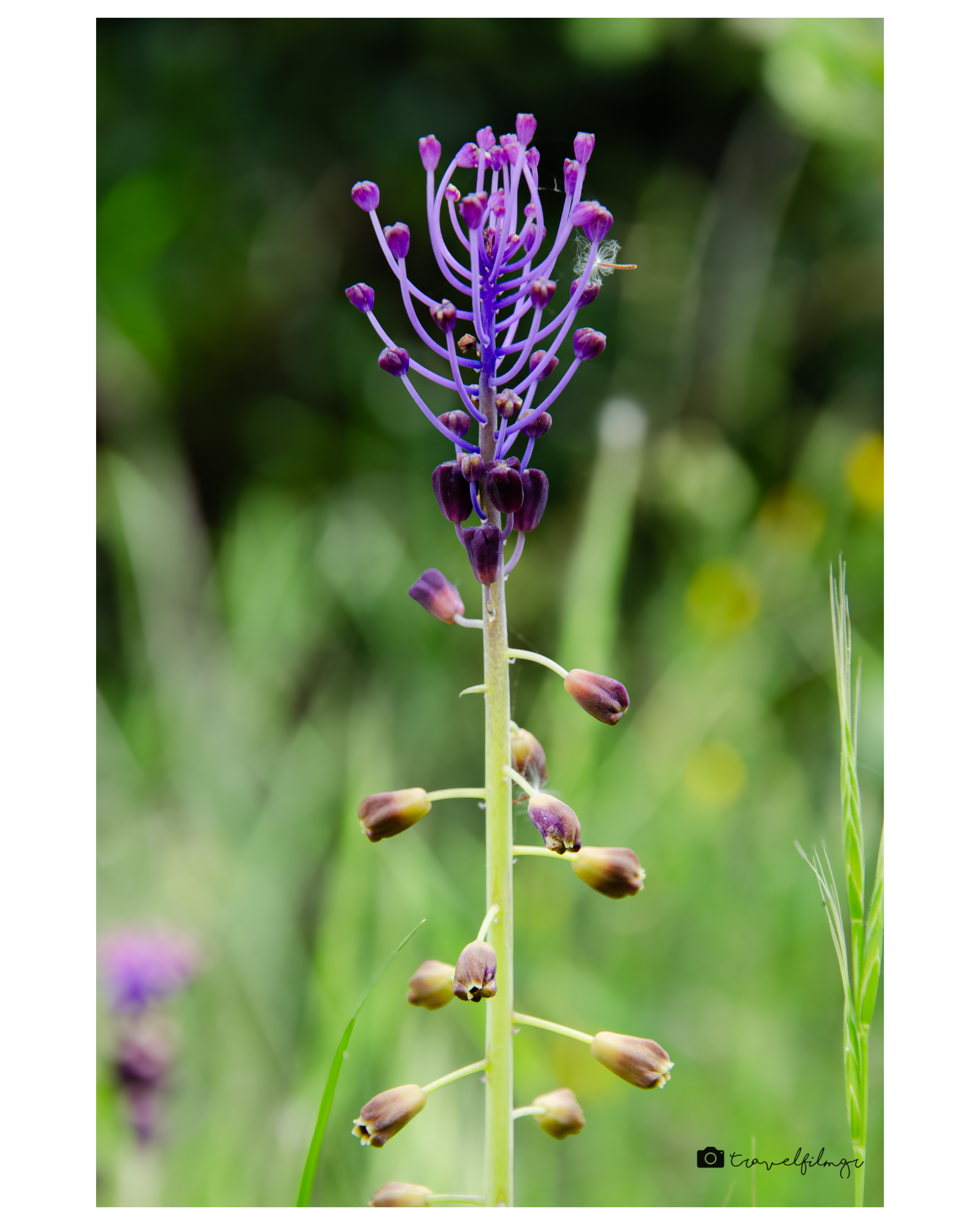 Elegant Wild Bloom in Spring Light